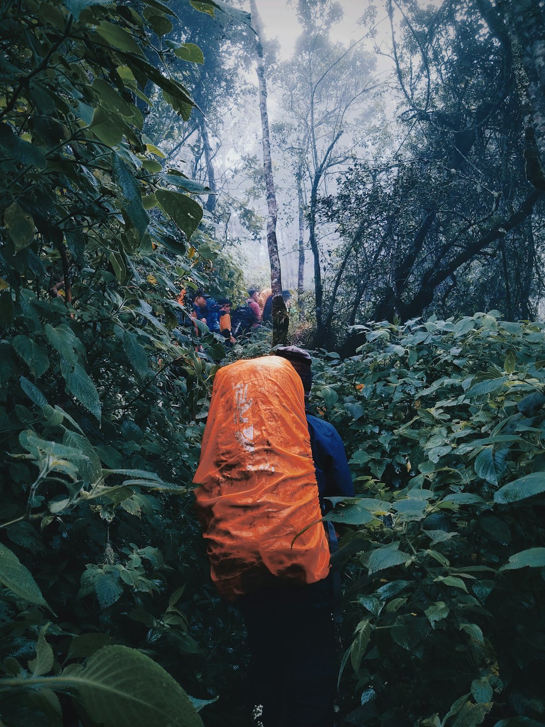Caminhantes com mochilas em trilha envolta pela rica vegetação de Paranapiacaba